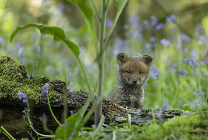 Fox cub sitting behind a fallen tree, looking directly at the camera, with tall bluebells blurred in the foreground.