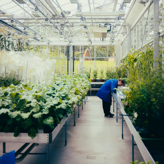 Photo of a person in a blue lab coat in a greenhouse surrounded by plants 