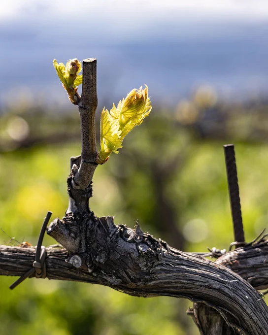 Close-up of a young grapevine shoot in a Marchesi Frescobaldi vineyard with fresh green leaves on a dark branch, with vineyard rows and blue, spring sky in the background.

