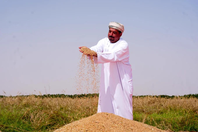 مزارع مع حبوب القمح 