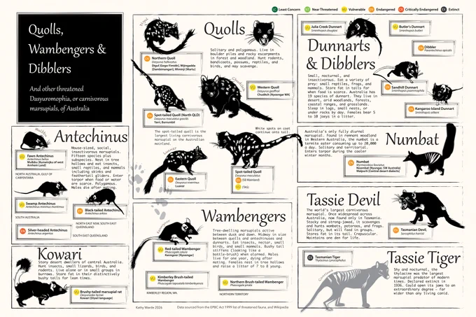 A detailed infographic of Australian carnivorous marsupials, illustrated in black silhouette style, grouped by species types such as quolls and dunnarts, with labels and conservation status markers.