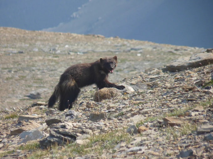 A large wolverine stands guard over its kill on top of a treeless mountain.