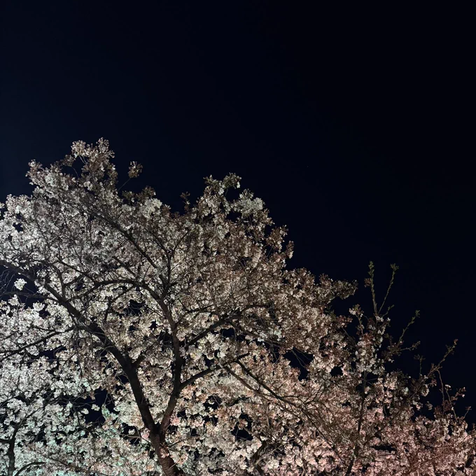 Cherry blossoms