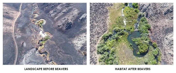 Aerial photos of a riverbank before and after beavers.