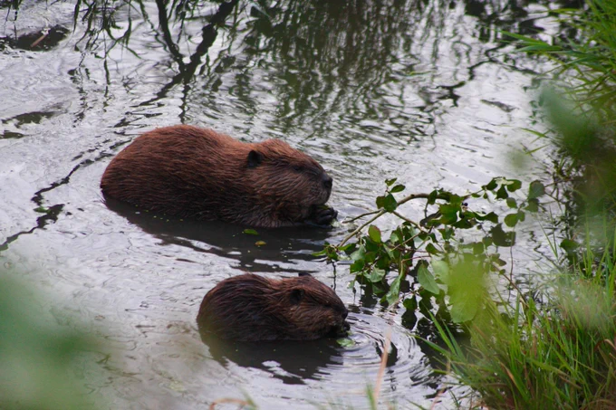 An adult and juvenile beaver chewing on vegetation while in water. Photo by USGS