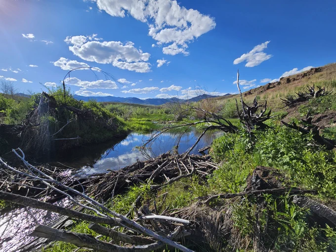 Beaver dam on a tributary to the Marys River in Northeast Nevada with mountains in the background. Photo by USGS