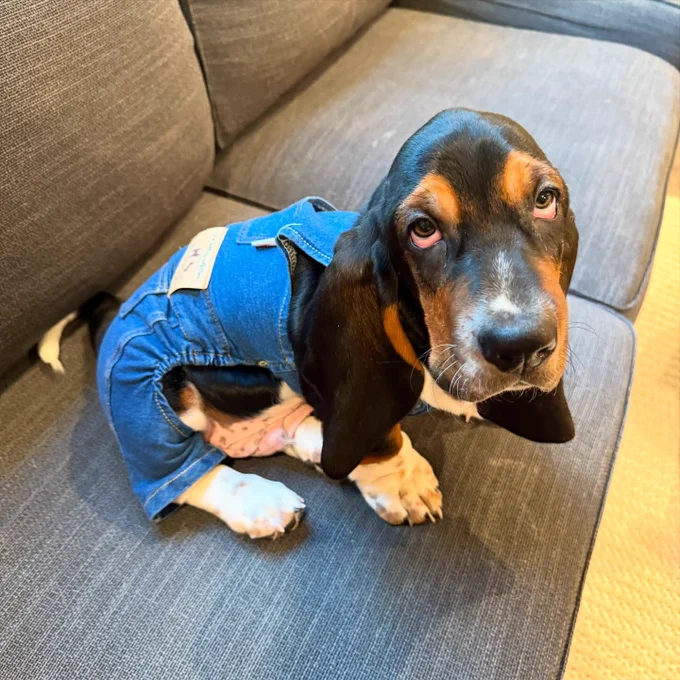a tricolor basset hound puppy named Jack sits on a gray couch wearing a pair of jean overalls. he looks up at the camera with an expression that says, "are you serious?" this is not what he meant when he requested a blue collar.