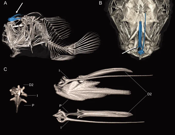 Figure 1 shows several views of a rendered computed tomography scan of the frogfish species Antennarius maculatus (66.5 mm SL, UW 020828) as an example to illustrate the luring apparatus of anglerfishes and allies. The rendered images illustrate several views of a white skeleton of Antennarius maculatus against a black background. There are three panels A–C. Panel (A) is positioned in the upper left of the figure and displays a lateral view (anterior to left) of Antennarius maculatus. Panel (B) is positioned in the upper right of the figure and displays a dorsal view of the skull of Antennarius maculatus. Both panels (A) and (B) have arrows pointing to the luring apparatus. Panel (C) is located on the bottom half of the figure and displays an anterior, lateral, and dorsal view (anterior to left) of the isolated luring apparatus.