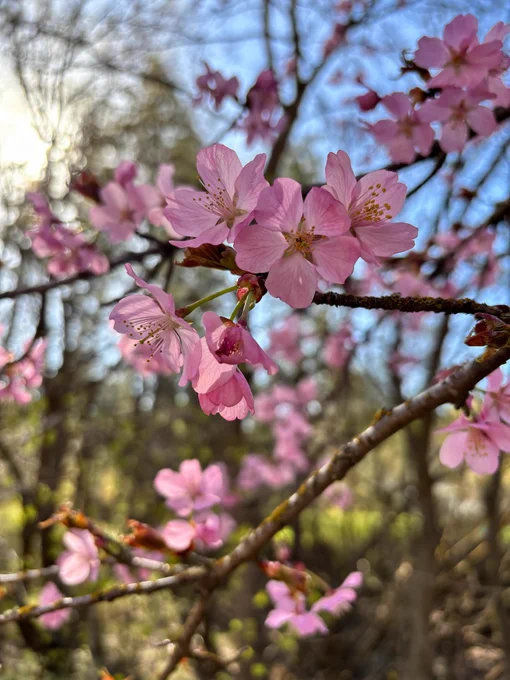 Photo of pink cherry blossoms with blue sky and wooded area in the background.
