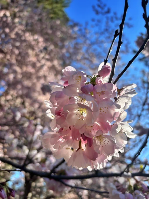 Photo of a cluster of pink cherry blossoms with blue sky in the background.
