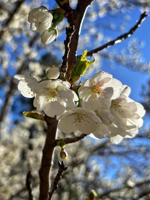 Close up photo of a cluster of white cherry blossoms with blue sky in the background.