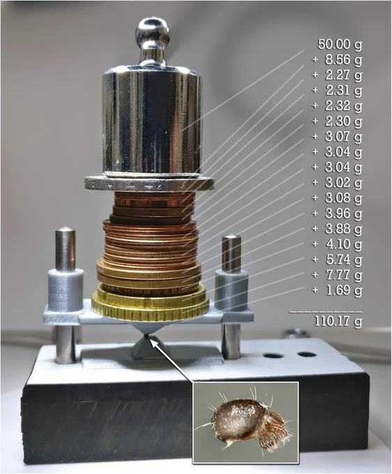 https://www.researchgate.net/publication/334243095_Under_pressure_force_resistance_measurements_in_box_mites_Actinotrichida_Oribatida