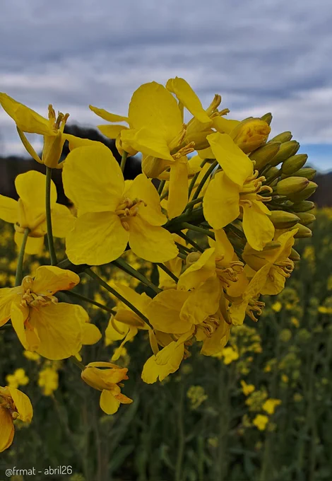 Flors de colza de color groc intens 