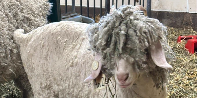 Close-up of a curly-haired Angora goat standing on straw inside a barn with a metal gate in the background.