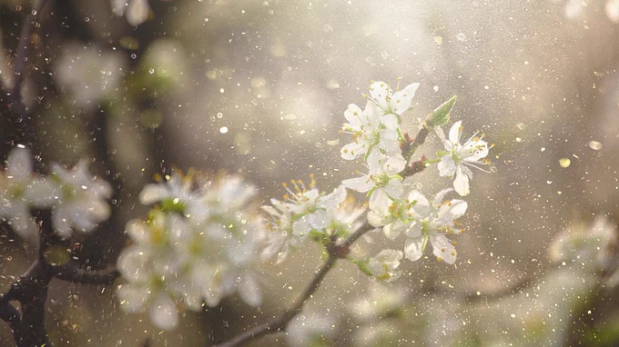 Pollen flower