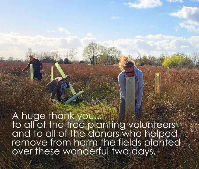 Volunteers finishing upgrading trees as the sun went down 