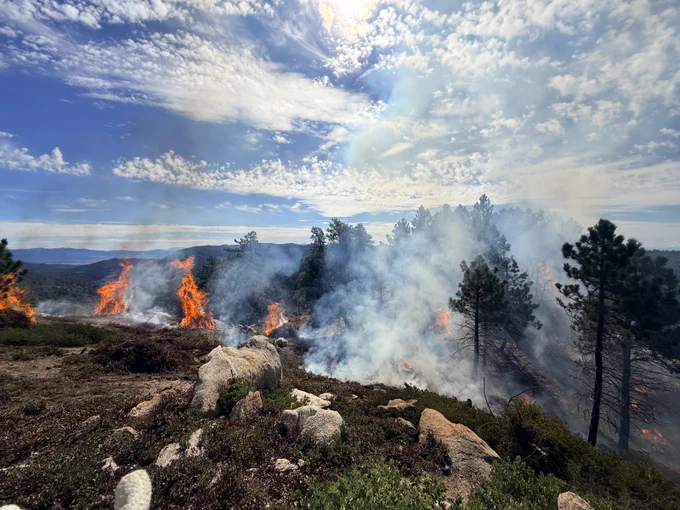 Image of a prescribed fire burn on the Palomar Ranger District on a sunny day. 
