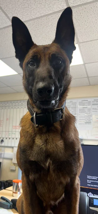 Police Dog Hades, a fawn Belgian Malinois, with black mask is sitting on a desk looking directly at the camera. He is wearing a black leather collar and has an intense look on his face. The backdrop is of a regular office.