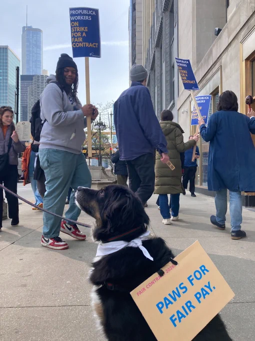 Cooper, a dog with black and white fur, looks up solemnly. On his back is a "Paws for Fair Pay" cardboard sign. Behind him are ProPublica workers on strike, holding up signs that say "ProPublica workers on strike for a fair contract."
