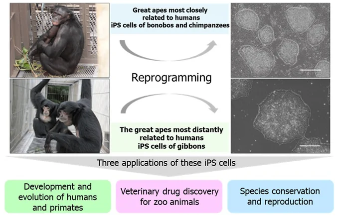 An overview of the research findings.
Provided by Hiroshima University