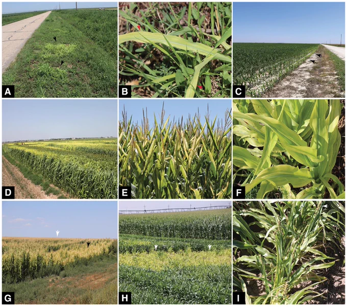 FIGURE 1
A, Bright lemon-green foliar symptoms on Johnson grass (black arrow heads) on the side of a road in Moore County, TX. B, Associated interveinal chlorosis (red arrow heads) on Johnson grass; C, on young seedling corn plants (back arrow heads) at the edge of a corn field; and D, on maturing field sorghum plants. E, Maturing field corn plants at the reproductive stage of growth showing interveinal chlorosis. F, Close-up view of young sorghum plants with interveinal chlorosis and G, stunted corn plants (white arrow head) next to non-symptomatic plants. H, A patch of stunted sorghum plants (white arrow heads) with no panicle surrounded by non-symptomatic sorghum plants. I, Close-up image of mature sorghum plants with underdeveloped and shriveled panicles (white arrow heads).