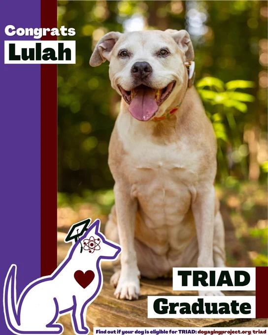A decorative image of a light-colored pit bulldog with its tongue out sits on a wooden surface in front of a blurred background of green trees with text that reads, "Congrats Lulah, TRIAD Graduate." Find out if your dog is eligible for TRIAD: dogagingproject.org/triad