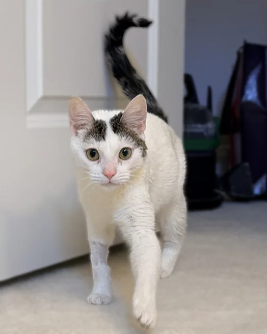 White rescued cat named Lucy with brown tabby markings on head and tail walking toward the camera in front of a door is available for adoption through Lost Dog & Cat Rescue Foundation.