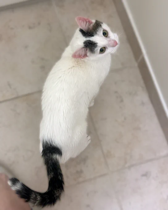 White rescued cat named Lucy with brown tabby markings on head and tail looking up from a tile floor is available for adoption through Lost Dog & Cat Rescue Foundation.