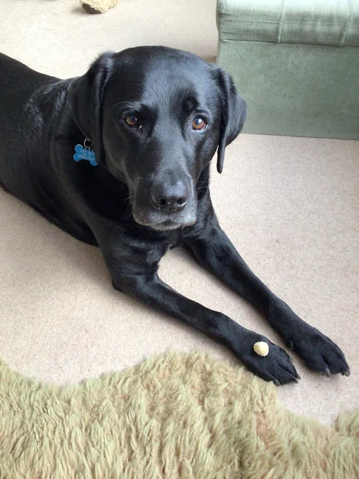 Black Labrador lying on the beige carpet. She has a treat on the end of one of her paws