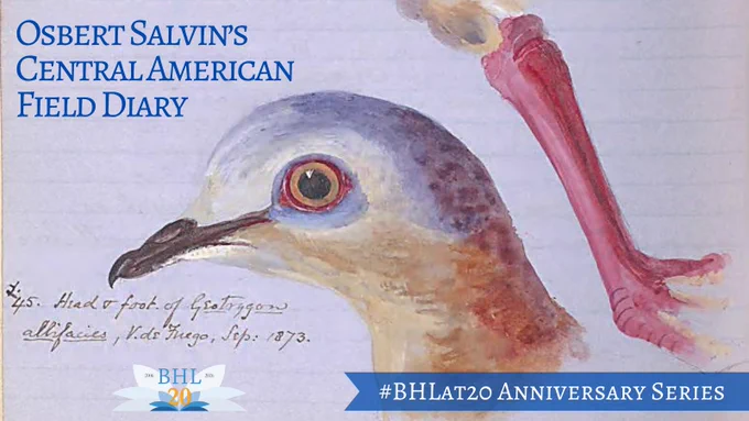 Promotional graphic for the BHL at 20 Anniversary Series featuring the title “Osbert Salvin’s Central American Field Diary” over a background of a handwritten page with a painted illustration of a bird’s head and leg, alongside a “BHL 20” anniversary logo.
