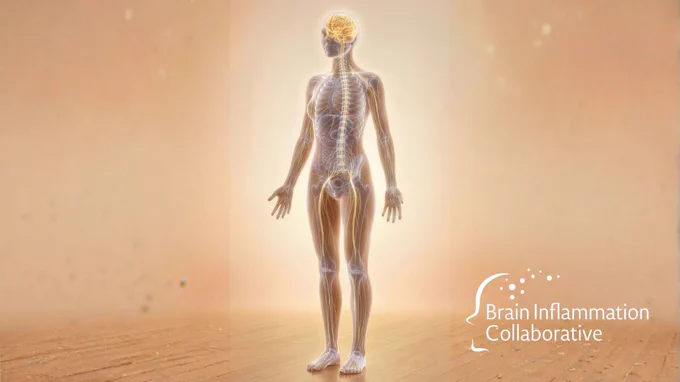 ID: Image of the nervous system inside a translucent body in front of a champaign backdrop. 