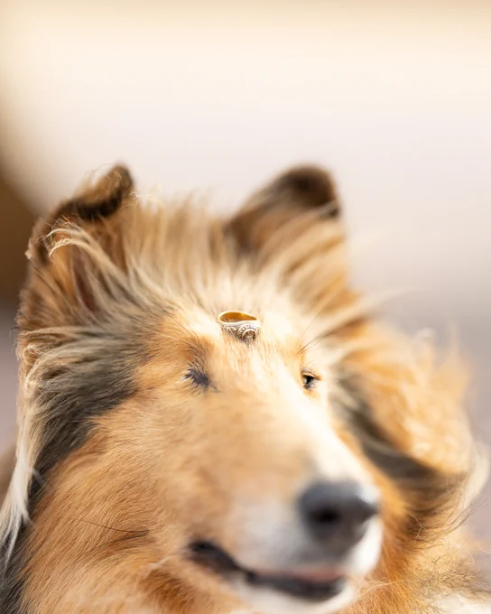 A close-up of a Collie's head with a gold Aggie ring balanced on its forehead. The dog's fur is long and flowing, with shades of tan and black. The background is blurred.