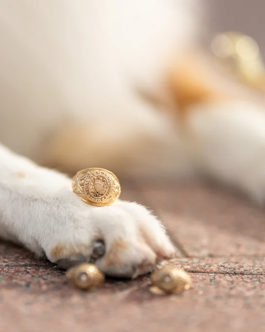A dog's paw is adorned with a gold Aggie ring, resting on a textured surface. Nearby are two other small gold Aggie rings.