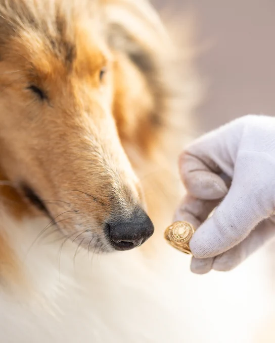 A Collie dog closely observes a hand in a white glove holding a gold Aggie ring. The dog's face is slightly turned towards the ring.