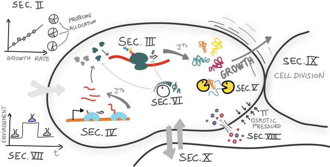 An illustration of the topics covered in this tutorial. Labeled Sec. II in the upper left corner is classical proteome allocation theory, which introduces the phenomenology of growth laws. Below, Sec. III explores the dependence of the translation elongation rate and ribosomal activity on growth. Section IV further extends the framework by incorporating transcriptional dynamics and traffic theory, while Sec. V to the right includes protein degradation. In the center, Sec. VI examines the mechanistic regulation of ribogenesis in both prokaryotes and eukaryotes. In the lower left corner, Section VII illustrates how to model cellular behavior in fluctuating environments. The final three sections on the far right address broader topics beyond the classical theory: density homeostasis and volume-mass coupling (Sec. VIII); the interplay between growth laws and cell-cycle progression (Sec. IX); and the insights gained from a community and ecological perspective (Sec. X).