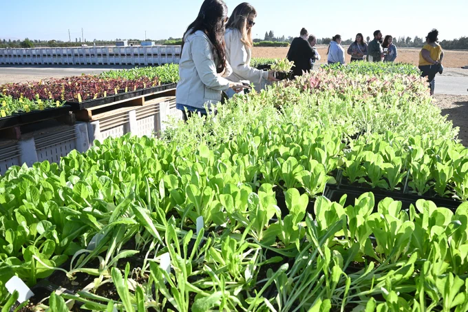 A group of individuals are examining rows of vibrant green plants outdoors. The setting appears to be a farm or greenhouse area, with several trays of seedlings in the foreground. More people are visible in the distance, engaged in similar activities. The scene is under a clear blue sky.