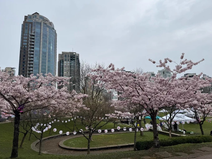 Cherry Blossom trees in Vancouver