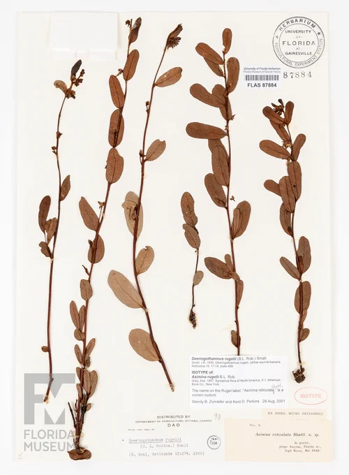 there are six stems with oval leaves alternating on either side of them down their lengths all  pressed and dried and attached to a white paper that has many stamps and labels with identifying information from a scientific collection