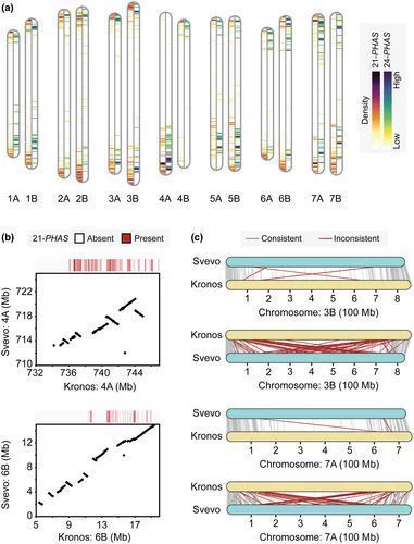 Fig. 7 Newly annotated PHAS loci are associated with Kronos-specific genomic variations. (a) Distribution of 7662 21-PHAS and 3303 24-PHAS loci across the Kronos genome, shown using a 3-Mb sliding window.