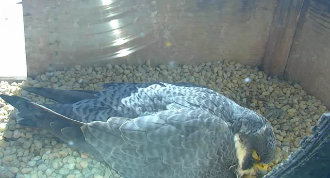 Falcon sitting on eggs in boxed-in nest with pebbles below.