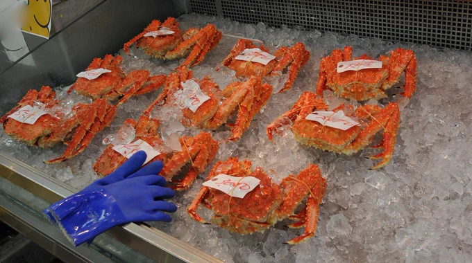 The red king crab (Paralithodes camtschaticus),displayed on a bed of ice at a seafood market, each labeled with a price tag, and blue protective gloves placed on the ledge of display.
Image credit: Shutterstock/Chen Te.
