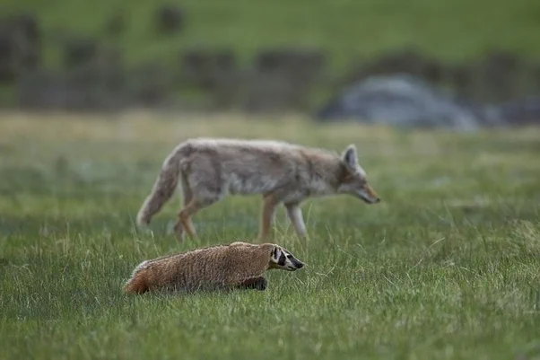 What are some examples of interesting symbiotic relationships between different species of mammals? Is mutualistic relationship the same thing as symbiotic relationship? Answer by Gary Meaney