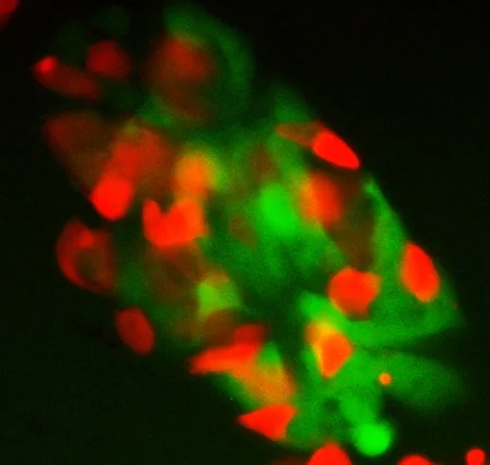 red  indicates mouse embryonic stem cells and green indicates mouse epiblast stem cells. The two cell types were co-cultured under GSK3α inhibition and maintained their distinct identities. 