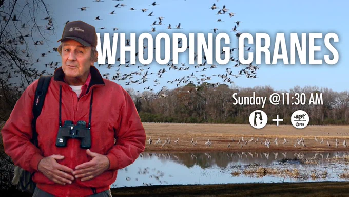 A person stands outdoors with binoculars around their neck, in front of a large flock of whooping cranes near a body of water. The word "Whooping Cranes" is prominently displayed across the sky. "Sunday @ 11:30 AM" and logos for public broadcasting channels are shown on the right.