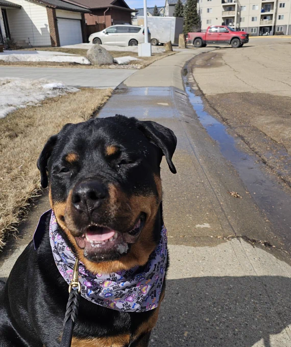 Chesnyy wearing a purple bandana as she sits on a sidewalk. Behind her in the distance a truck and trailer block the sidewalk. 