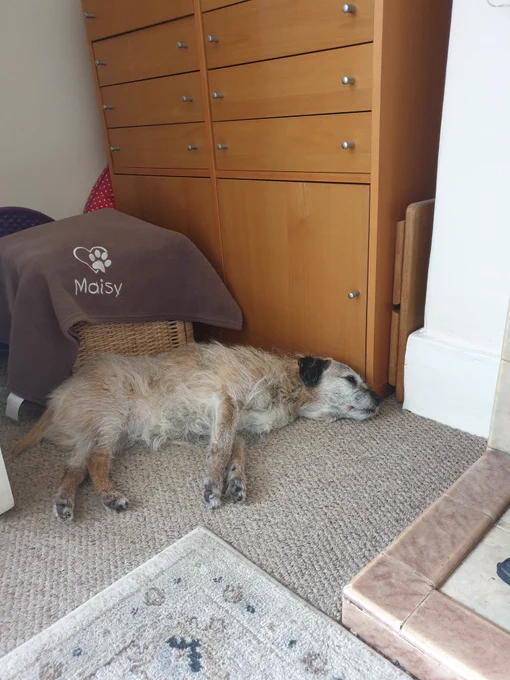 Border Terrier asleep in the floor in a corner. There is a blanket with the name Maisy on it behind her.