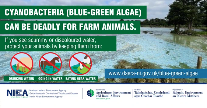 Picture of blue green algae reads Cyanobacteria (blue green algae) in water can affect people animals and our environment with 3 small warning images of family on beach, dogs on beach and the sea.
