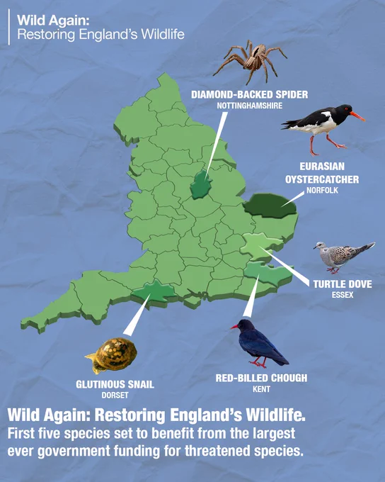 Map of England with highlighted regions and labeled species: Diamond-Backed Spider in Nottinghamshire, Eurasian Oystercatcher in Norfolk, Turtle Dove in Essex, Red-Billed Chough in Kent, and Glutinous Snail in Dorset. Text reads "Wild Again: Restoring England's Wildlife. First five species set to benefit from the largest ever government funding for threatened species."