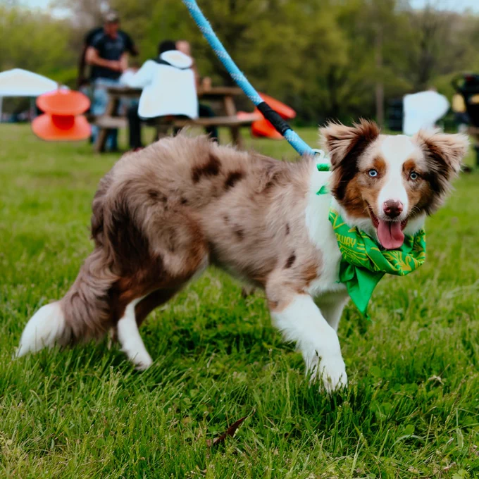 Brown and white Australian Shepherd wearing a green bandana, standing on grass with a blue leash attached, looking at the camera with tongue out.