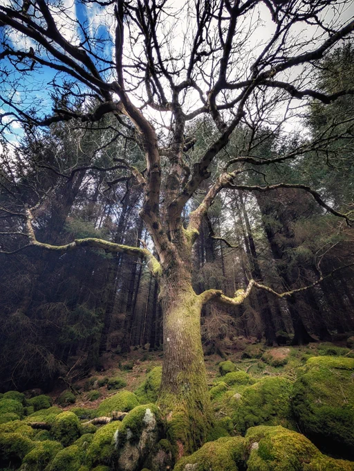 A vertical, wide-angle smartphone photo taken from a low perspective looking up at a large, leafless deciduous tree with gnarled, twisting branches. The trunk and the large boulders at its base are heavily carpeted in vibrant, thick green moss. In the background, dark, dense evergreen trees create a shadowy wall, while a bright blue sky with wispy white clouds is visible through the upper canopy. The lighting is soft and natural.